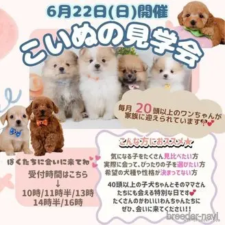 販売中の神奈川県のマルプー:マルチーズ×トイプードル-394251の5枚目