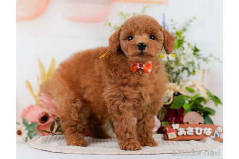 販売中の神奈川県のトイプードル-394243の11枚目