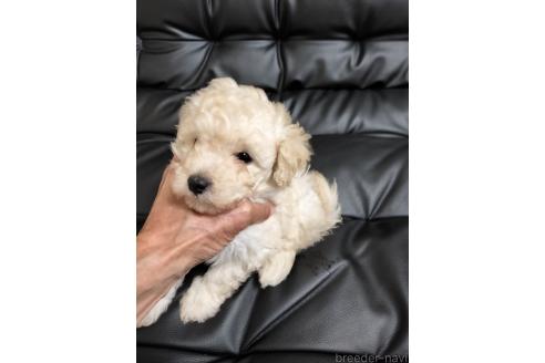 販売中の栃木県のティーカッププードル-393792の2枚目