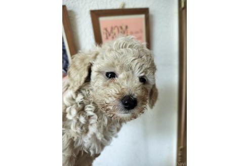 販売中の栃木県のティーカッププードル-393793の3枚目
