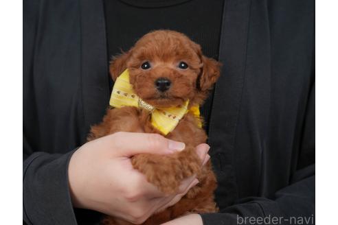 販売中の群馬県のトイプードル-393843の7枚目