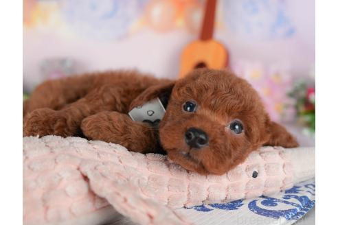 販売中の群馬県のトイプードル-393838の6枚目