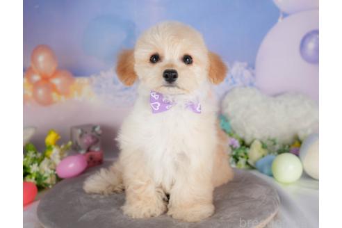 販売中の群馬県のミックス犬-393830