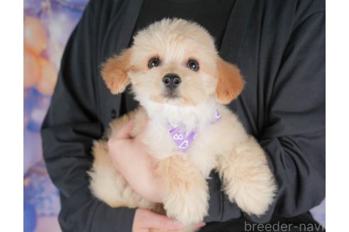販売中の群馬県のミックス犬-393830の8枚目