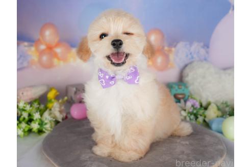 販売中の群馬県のミックス犬-393830の7枚目