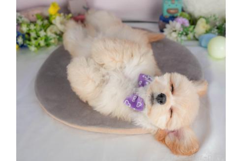 販売中の群馬県のミックス犬-393830の6枚目