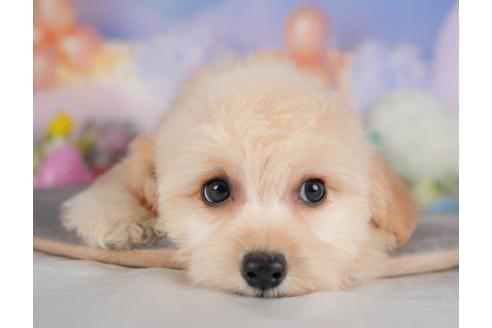 販売中の群馬県のミックス犬-393830の5枚目