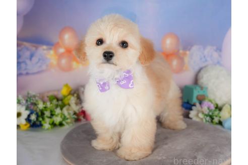 販売中の群馬県のミックス犬-393830の4枚目