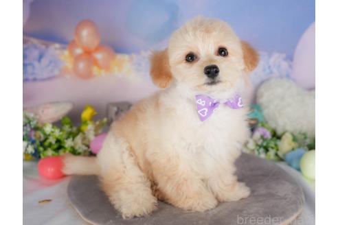 販売中の群馬県のミックス犬-393830の3枚目