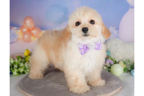 販売中の群馬県のミックス犬-393830の2枚目