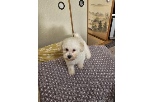 販売中の埼玉県のタイニープードル-393800の10枚目