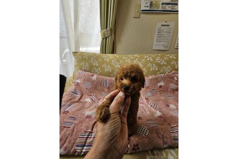 販売中の埼玉県のタイニープードル-393805の7枚目