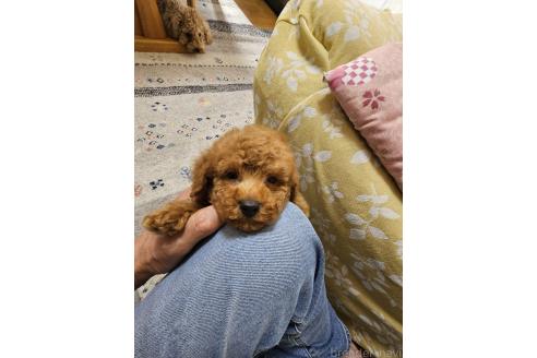 販売中の埼玉県のタイニープードル-393805の4枚目