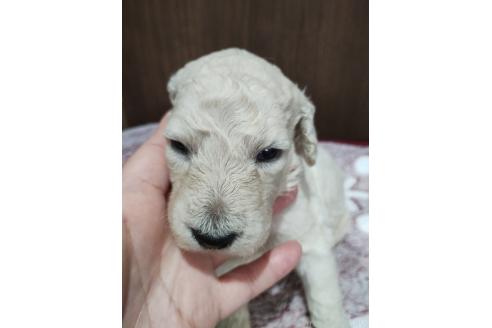 販売中の福岡県のスタンダードプードル-393963の2枚目