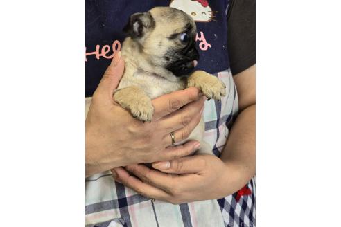 販売中の新潟県のパグ-393987の5枚目