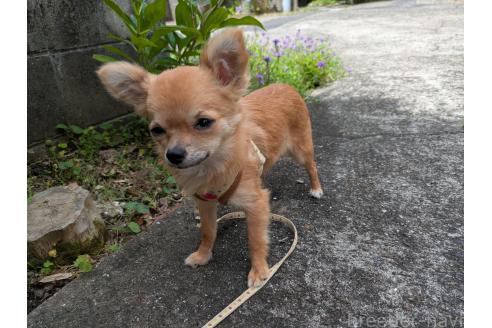 成約済の大分県のチワワ(ロングコート)-362426の5枚目