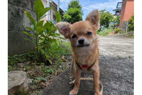 成約済の大分県のチワワ(ロングコート)-362426の2枚目