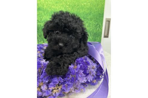 販売中の兵庫県のタイニープードル-394002の1枚目