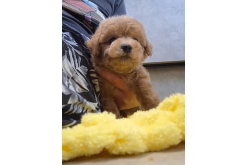 成約済の群馬県のトイプードル-390450の5枚目