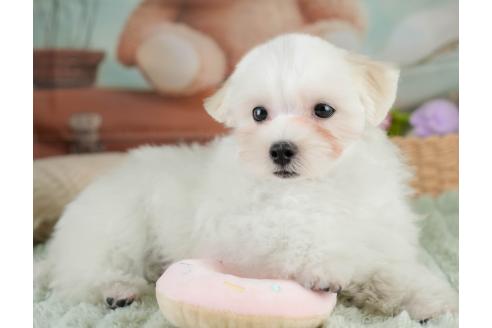 販売中の埼玉県のマルチーズ-388810の4枚目