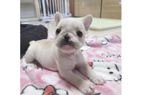 成約済の三重県のフレンチブルドッグ-389866の4枚目