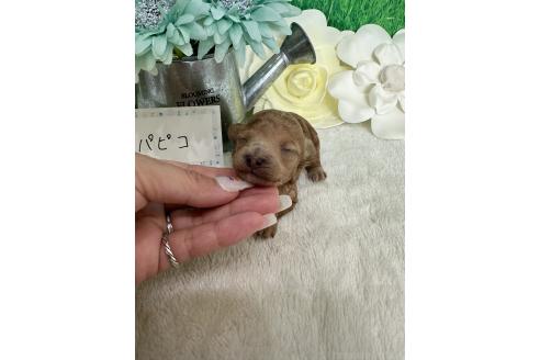 販売中の兵庫県のタイニープードル-394025の5枚目