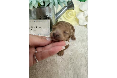 販売中の兵庫県のタイニープードル-394025の3枚目