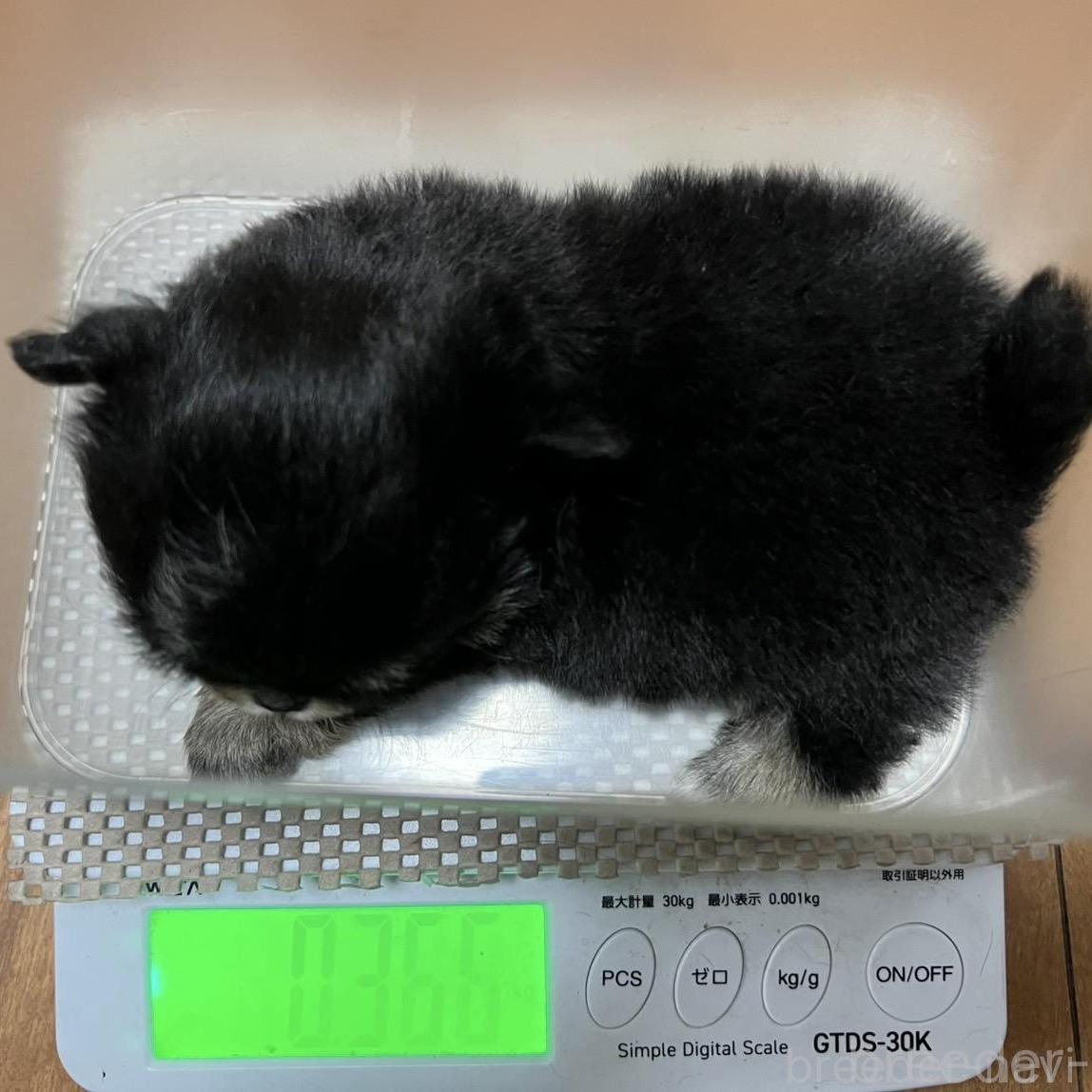 販売中の香川県のチワワ(ロングコート)-394029の8枚目