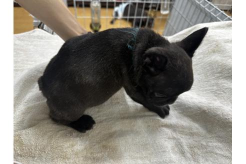 販売中の千葉県のフレンチブルドッグ-394031の3枚目