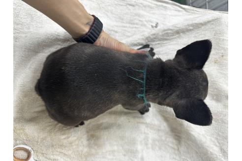 販売中の千葉県のフレンチブルドッグ-394031の2枚目