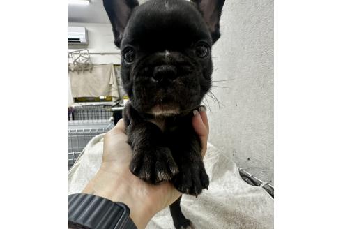 販売中の千葉県のフレンチブルドッグ-394033の4枚目