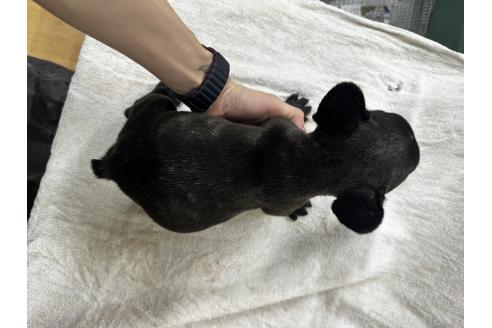 販売中の千葉県のフレンチブルドッグ-394033の3枚目
