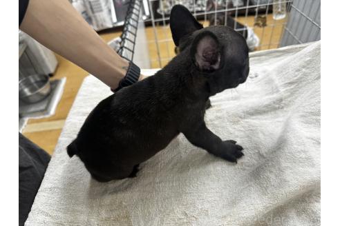 販売中の千葉県のフレンチブルドッグ-394033の2枚目