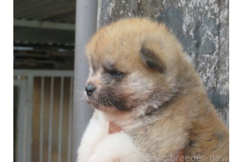 販売中の香川県の秋田犬-394042の3枚目