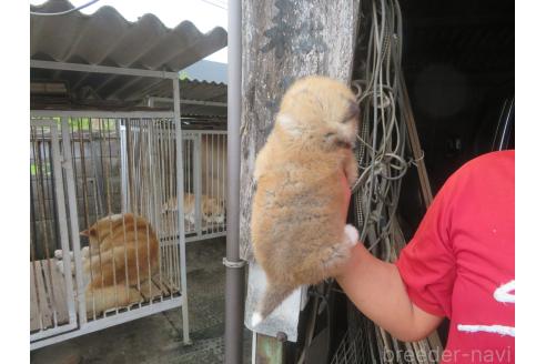 販売中の香川県の秋田犬-394042の2枚目