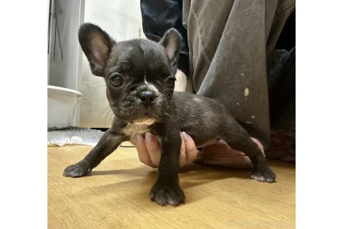 販売中の千葉県のフレンチブルドッグ-394041の4枚目