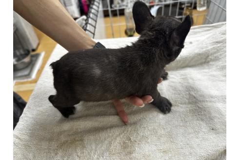 販売中の千葉県のフレンチブルドッグ-394041の3枚目