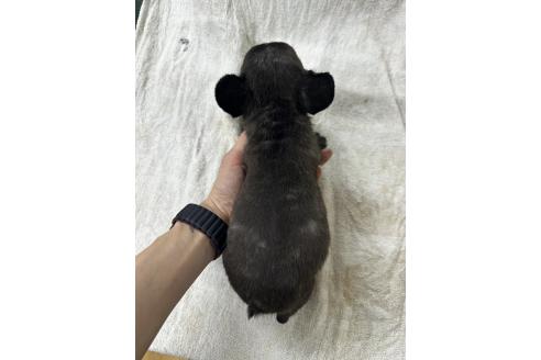 販売中の千葉県のフレンチブルドッグ-394041の2枚目