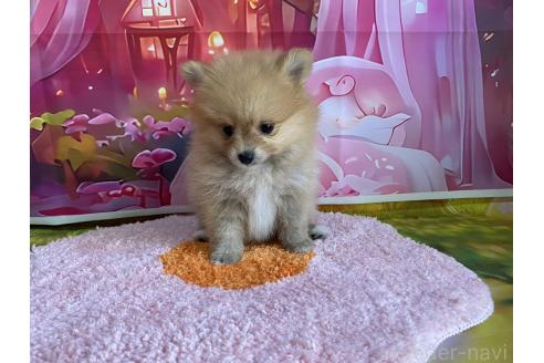 販売中の神奈川県のポメラニアン-388542の6枚目