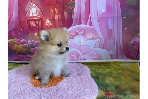 販売中の神奈川県のポメラニアン-388542の3枚目