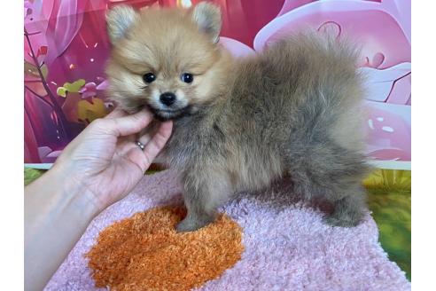 販売中の神奈川県のポメラニアン-388543の5枚目