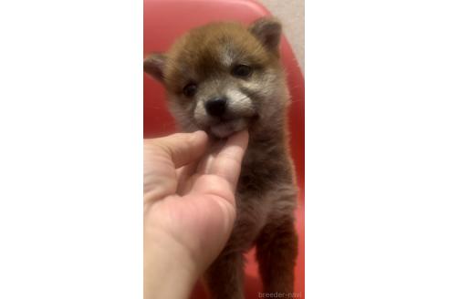 販売中の千葉県の豆柴-394052の6枚目