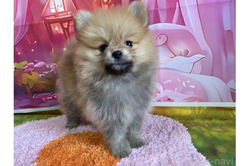 販売中の神奈川県のポメラニアン-388543の4枚目