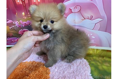 販売中の神奈川県のポメラニアン-388543の3枚目