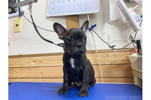 成約済の神奈川県のフレンチブルドッグ-380201の1枚目