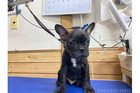 成約済の神奈川県のフレンチブルドッグ-380201の5枚目