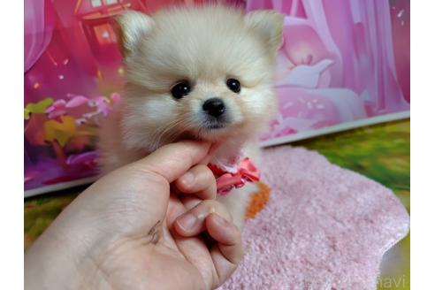 成約済の神奈川県のポメラニアン-392479の2枚目