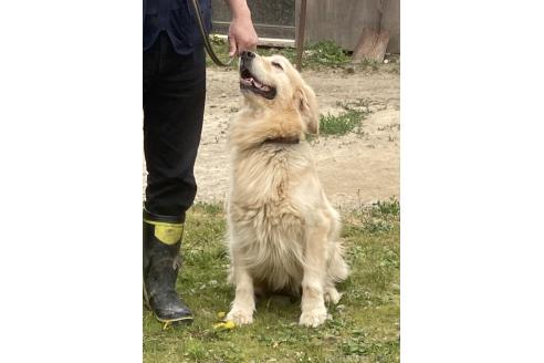 成約済の北海道のゴールデンレトリーバー-394529の4枚目