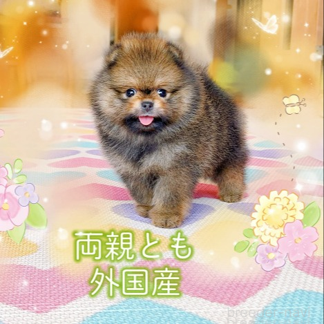 販売中の岐阜県のポメラニアン-394084の1枚目