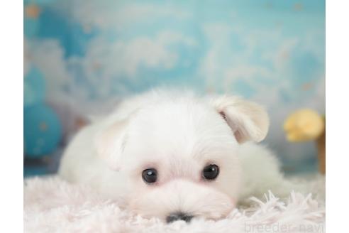 成約済の埼玉県のマルチーズ-388808の4枚目